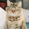 鎌倉・和のスイーツ
