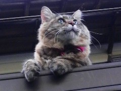夏空！　蝉・・・・・え？
