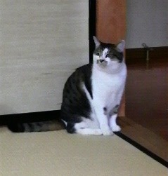 にゃみ先生