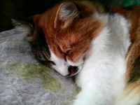 く、悔しいかも… 2011/10/11 16:20:32