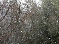 雪だ！雪だ！ 2012/02/02 14:40:25