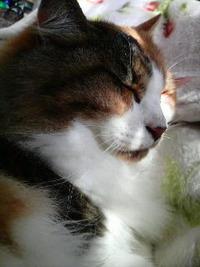 お昼寝してたら 2011/12/04 13:27:36