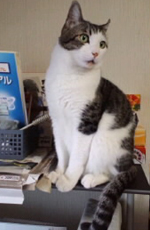 cafe neko