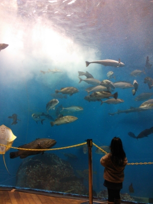 娘と水族館？デート