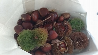 食欲の秋　栗