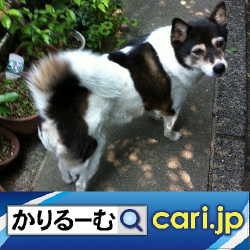 生活シーンに優しく溶け込む【ぬい撮り】の世界　cari.jp