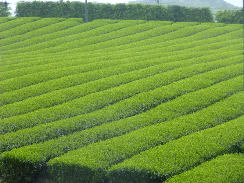 暖かい雨、お茶の目が一気に伸びそうですｗ