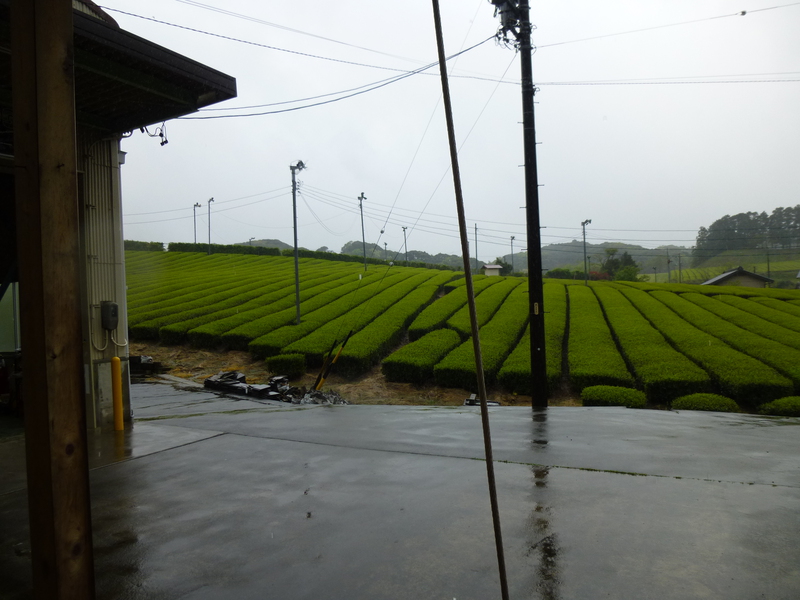 暖かい雨、お茶の目が一気に伸びそうですｗ