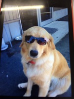 poggy
