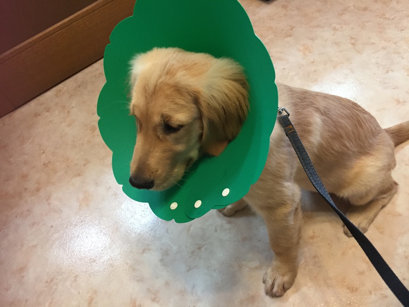 手作り犬小屋