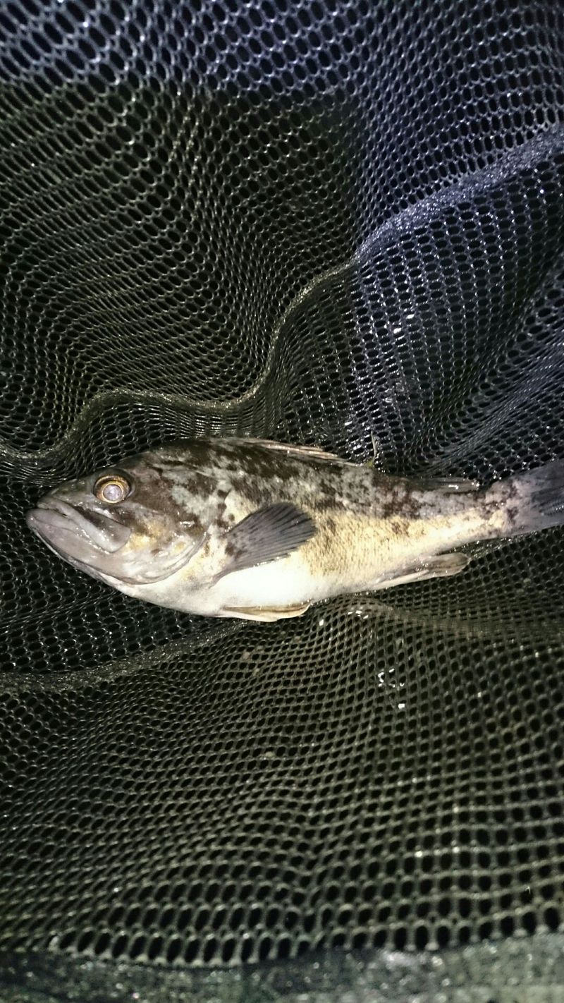 最近の浜名湖