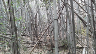 竹林のお話。