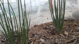 ようやく発芽開始。