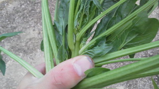 トウ立ちほうれん草。