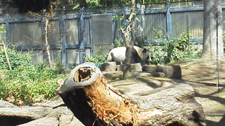上野のパンダ。