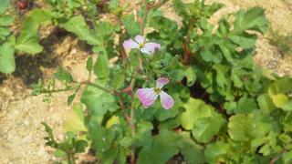 この花な～んだ？