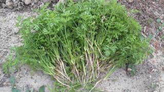 間引き菜、大量。