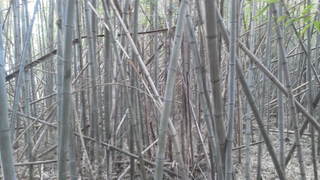 これが大変。