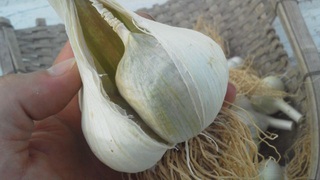 天日干し・・・失敗です。