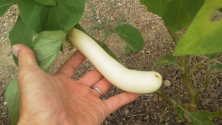 マジで黄色だなぁ。