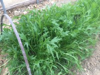 水菜のような。