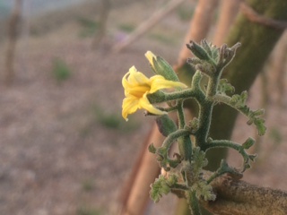 芽吹きましたが。