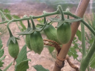 ミニトマトの挿し木・・・失敗。