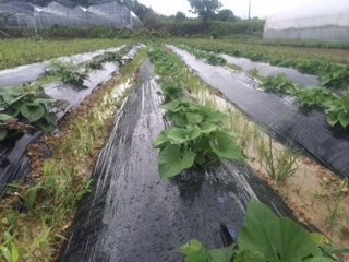 広がってきました。