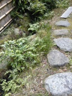 東京南青山の根津美術館の庭