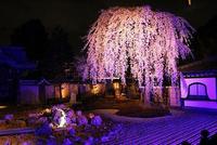 高台寺 2013/04/12 23:43:04