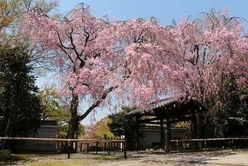 養源院