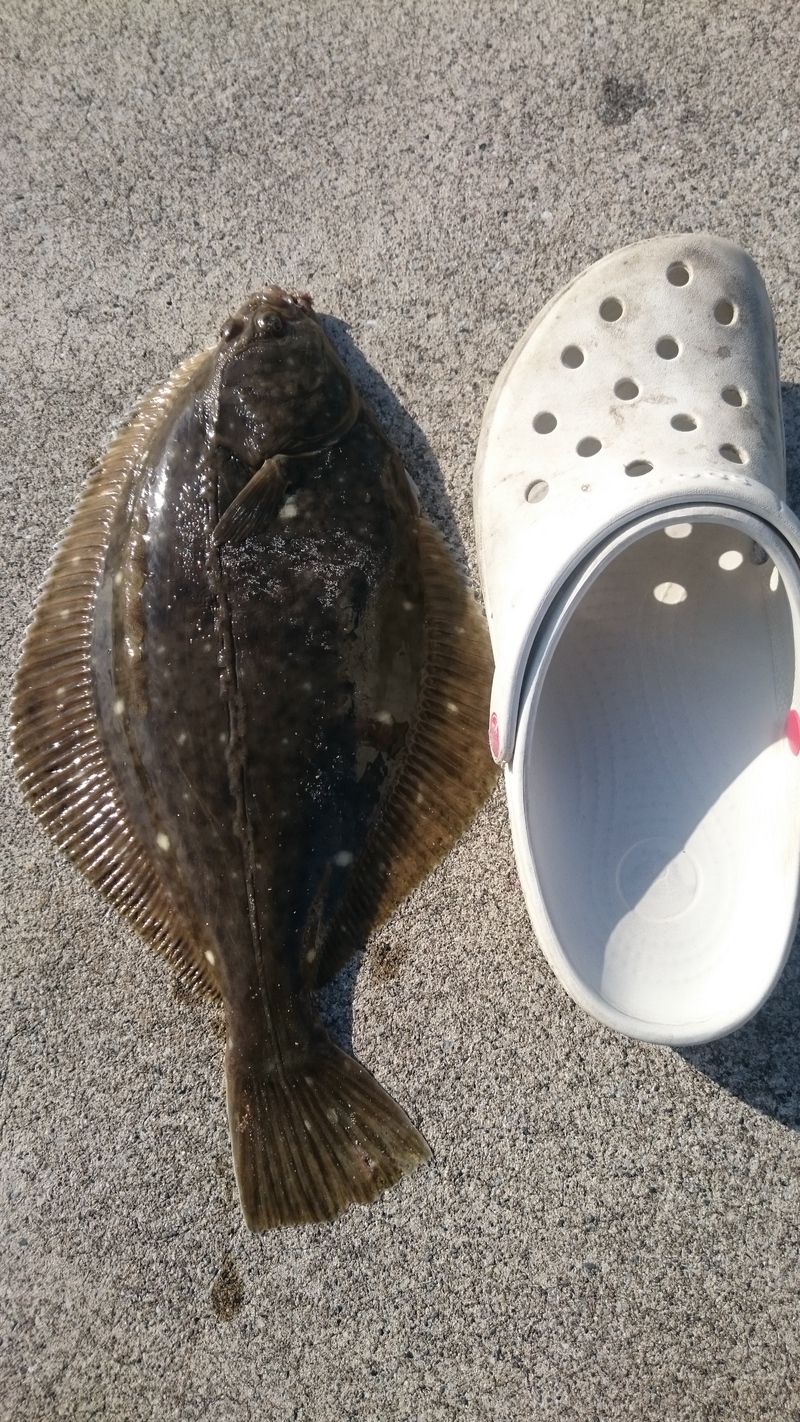 伊良湖カレイ釣り