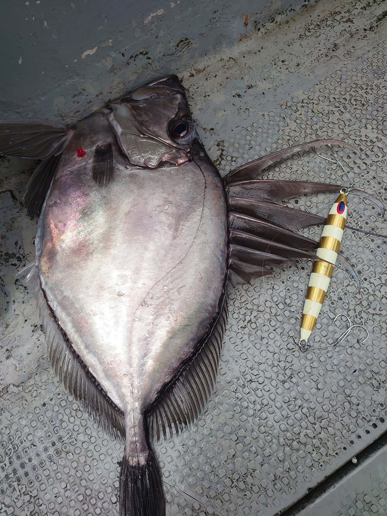 タラジギング 黒マグロボコボコ