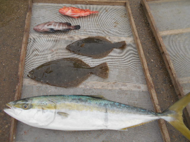 最近は釣果も気候も極寒