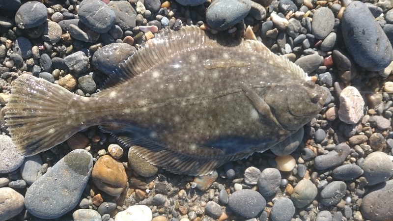 伊良湖カレイ釣り