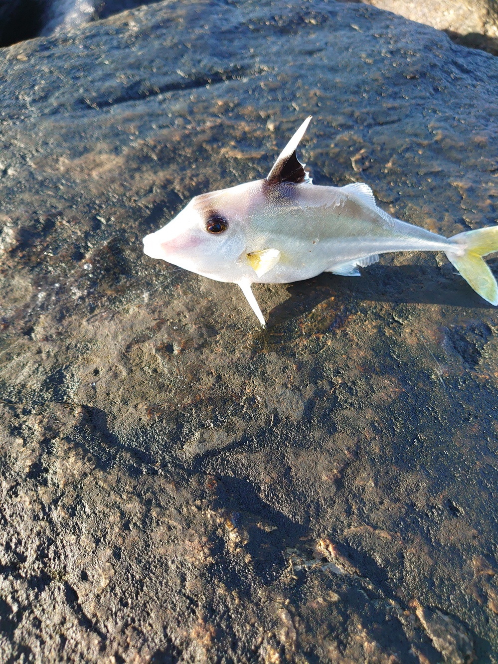 形原周辺の釣果