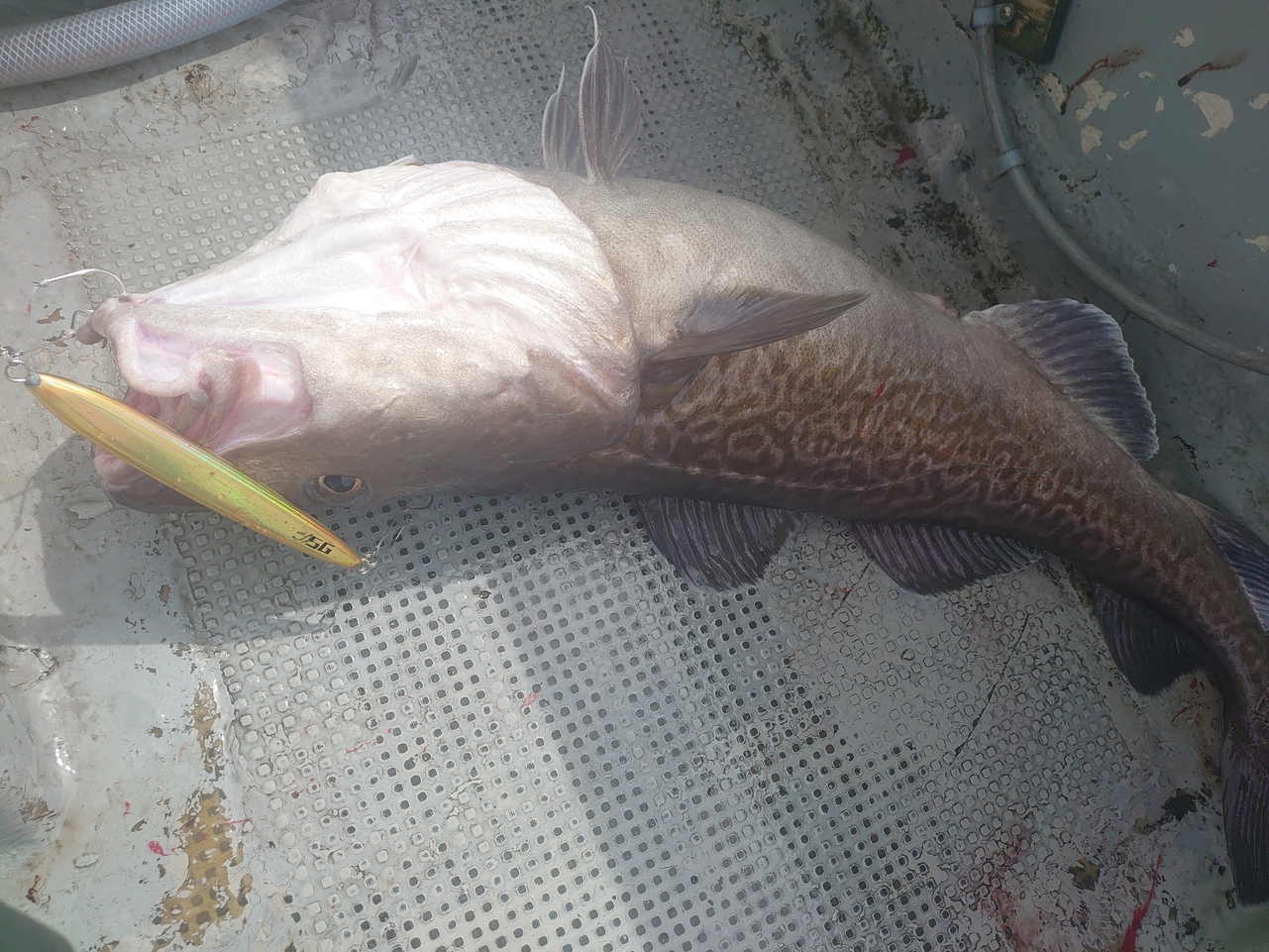 タラジギング 黒マグロボコボコ