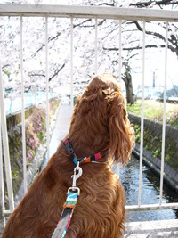 お別れ 2008/03/27 14:08:38