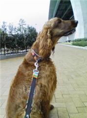 雨の日のお散歩