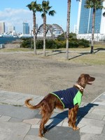 東京ﾋﾞｯｸｻｲﾄへ