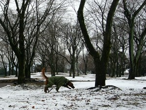 雪で～す
