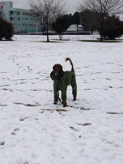 雪で～す