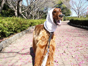 晴れたので