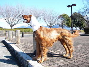 晴れたので