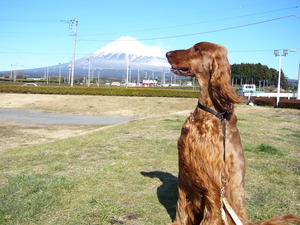 晴れたので