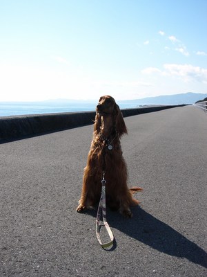 天気がいいから海