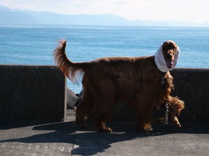 天気がいいから海