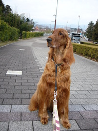 ゆっくり散歩 2008/02/09 11:20:09