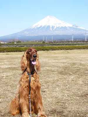 富士山をﾊﾞｯｸに…