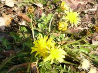 広見公園 2008/02/22 15:14:37